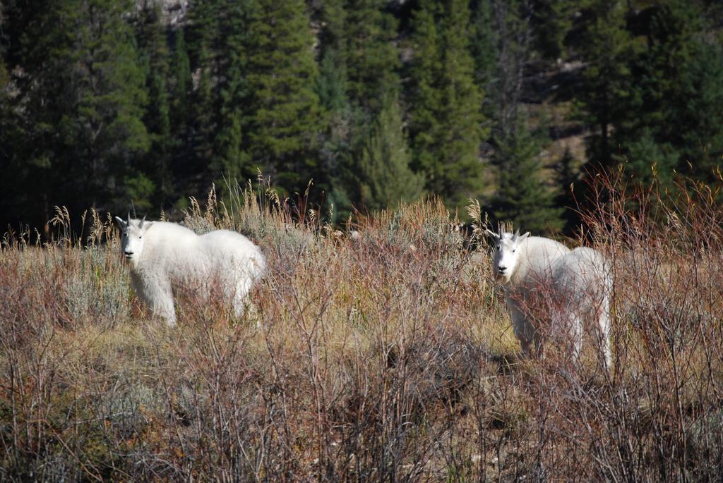 Bucks T4 Lodge Big Sky Eksteriør billede