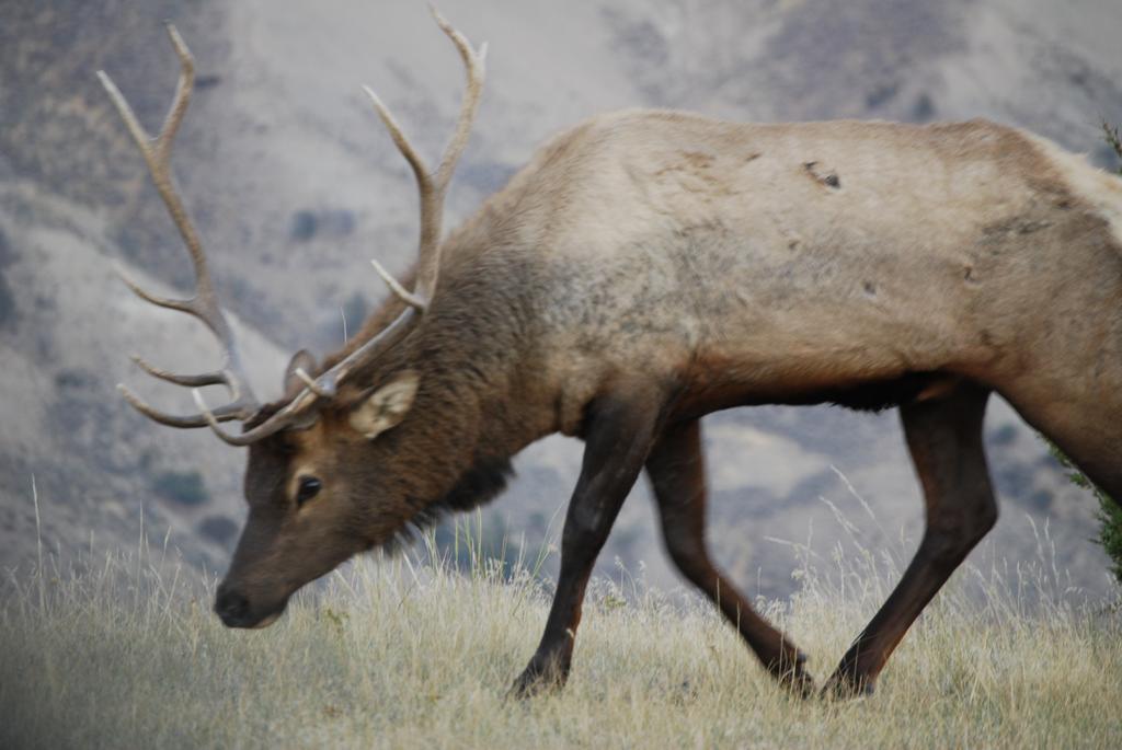 Bucks T4 Lodge Big Sky Eksteriør billede