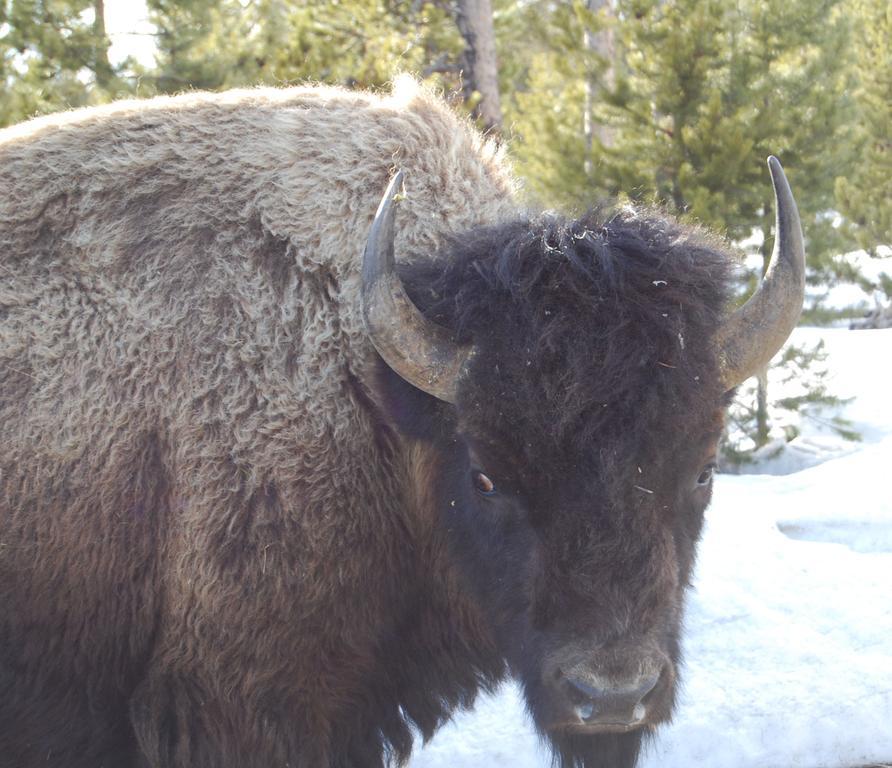 Bucks T4 Lodge Big Sky Eksteriør billede